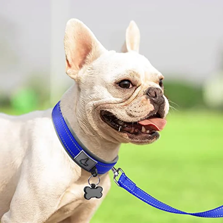 Joytale Hundehalsband, Weiches gepolstertes Neopren-Halsband für kleine Hunde, Reflektierende Nylon-Variante in Königsblau – Bild 3