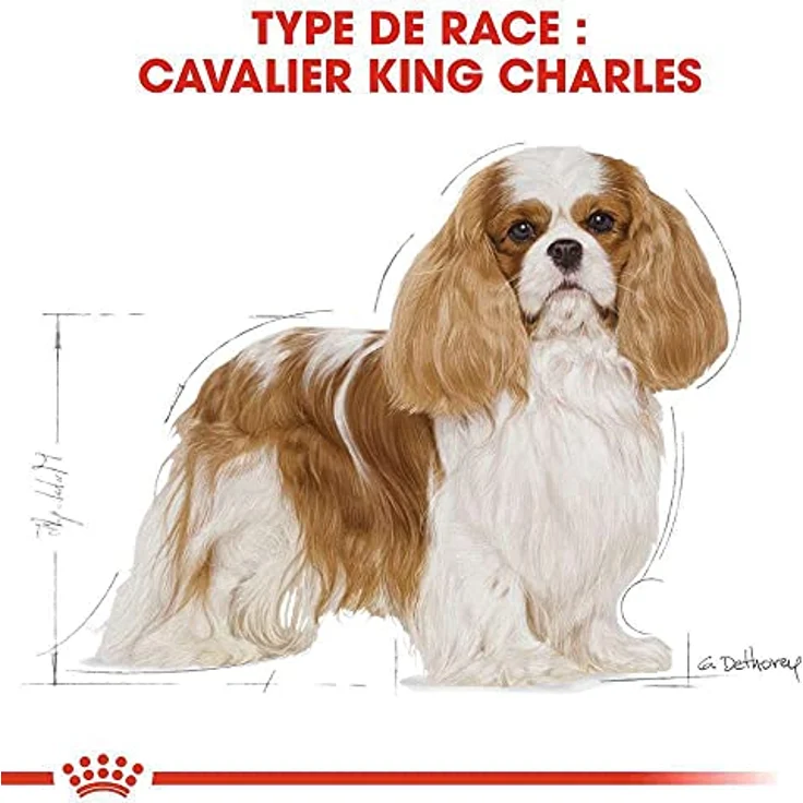 Royal Canin Cavalier King Charles 27 Adult, Trockenfutter für ausgewachsene Hunde, 7,5 kg – Bild 3