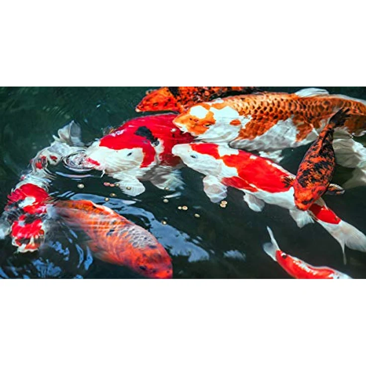 sera Koi Professional Spring & Fall 500 g, Koi Futter für Frühjahr & Herbst unter 17 °C, leicht verdauliche Rezeptur für gesundes Wachstum – Bild 2