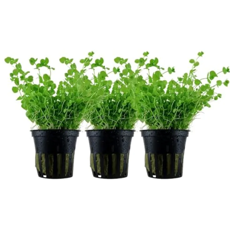 AquaOne Micranthemum umbrosum, 3er Set Vordergrund Wasserpflanze, voll durchwurzelt für Aquascaping, mittel Schwierigkeitsgrad