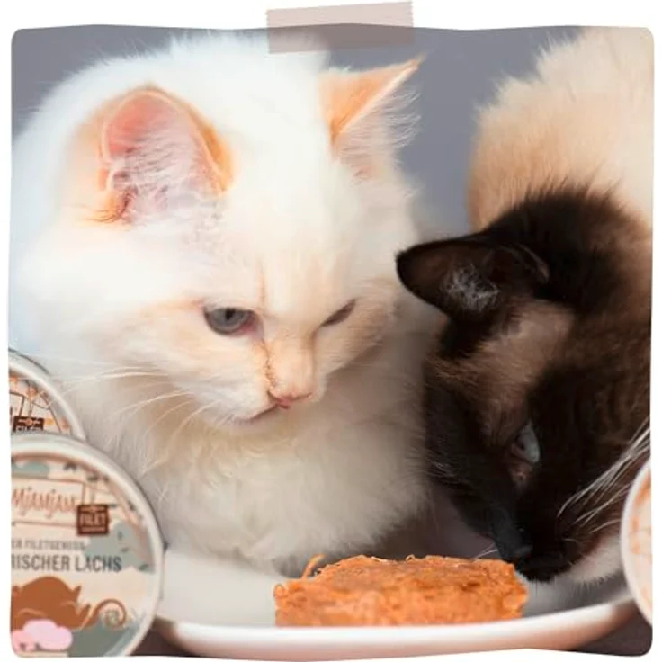 MjAMjAM purer Filetgenuss 9 x 80 g Mixpaket, Nassfutter für Katzen - 3 Sorten (Lachs, Huhn) - Getreide-, gluten-, laktosefrei, 100% natürlich – Bild 7