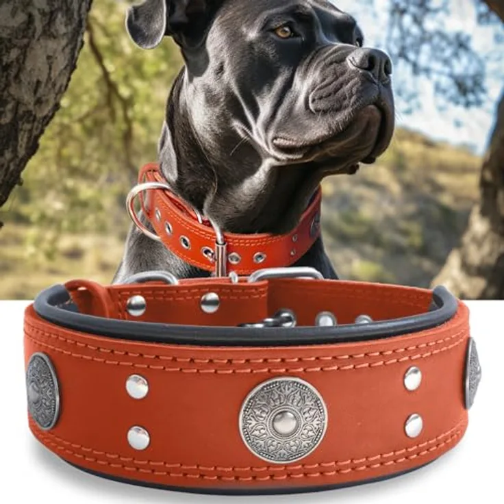 HQSHNY Hundehalsband Leder, 5 cm Breites Robustes Echtes Lederhalsband, Handgefertigt und Weich, für Große und Mittelgroße Hunderassen, Orange, Größe S