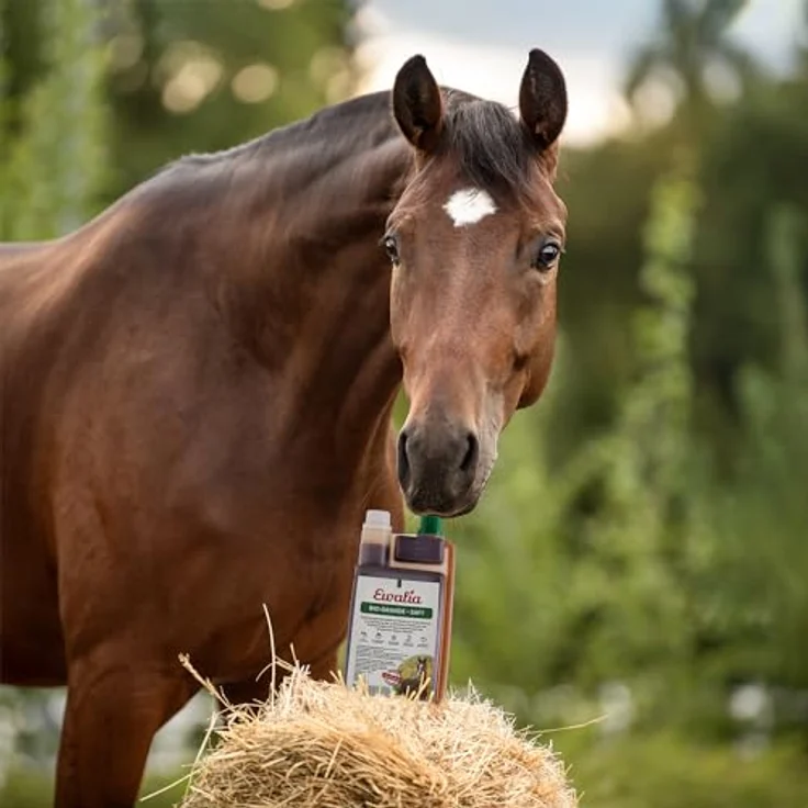 Ewalia Rio Grande-Saft für ältere Pferde, natürliche Unterstützung des hormonellen Stoffwechsels, 100% Natur, 1 Liter – Bild 2
