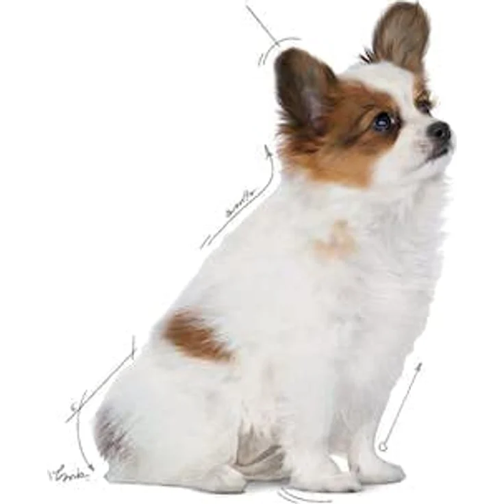 Royal Canin X-Small Puppy Trockenfutter für sehr kleine Hunderassen, Alleinfutter für Welpen bis 4 kg, 1,5kg – Bild 5