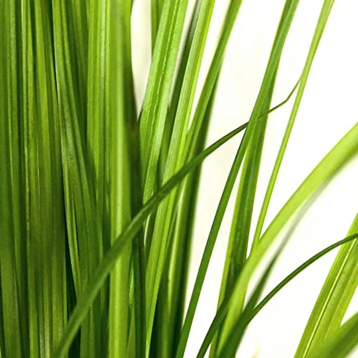 AquaOne Cyperus helferi Rosette, voll durchwurzelt, mittel, hohe hellgrüne Aquarienpflanze – Bild 4
