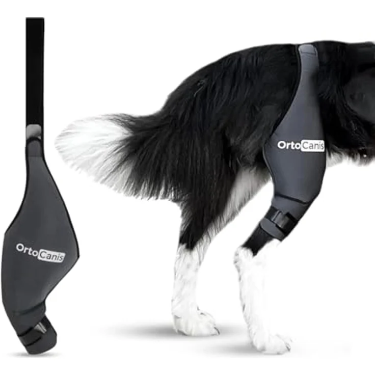 Ortocanis Kniebandage für Hunde – Unterstützung bei Kreuzbandriss und Bänderverletzungen, Neopren, Größe Medium (11,5-12,2"), für das rechte Hinterbein – Bild 1