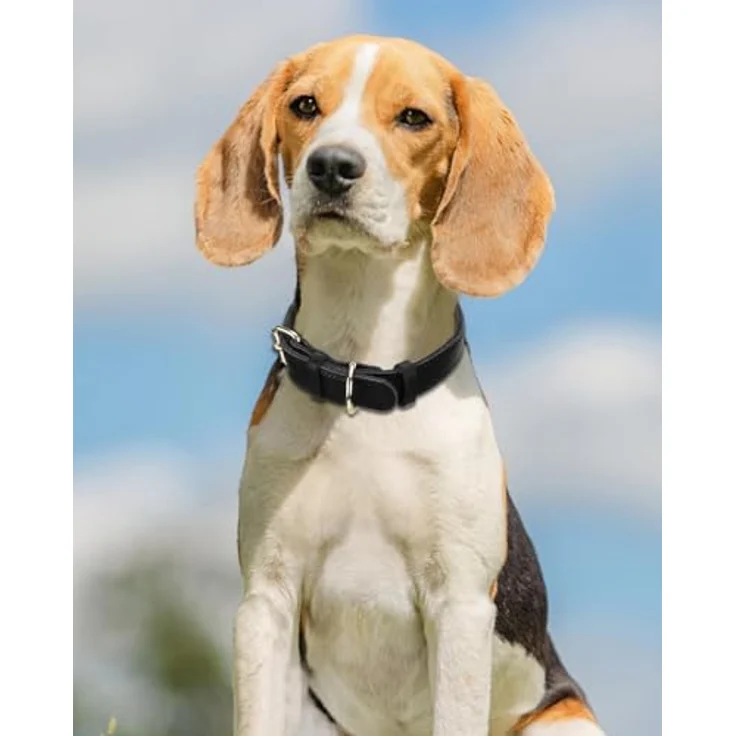 Joytale Hundehalsband Leder, Weiches Echtleder Halsband für mittlere Hunde, Langlebig und Verstellbar, Schwarz, M – Bild 2