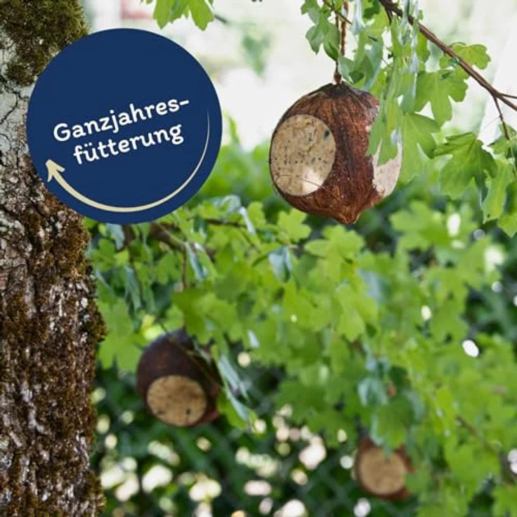 Lyra Pet® 3 x 4 Ganze Kokosnüsse mit 3 Löchern, Fettreiches Wildvogelfutter mit Nährstoffreicher Füllung, Energielieferant für das ganze Jahr, Naturprodukt – Bild 3
