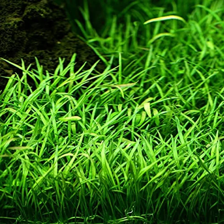 AquaOne Aquarium Pflanzen Set, 3x Aquariumpflanzen Lilaeopsis brasiliensis, Lobelia cardinalis, Hygrophila Siamensis für Einsteiger und Nanobecken – Bild 5