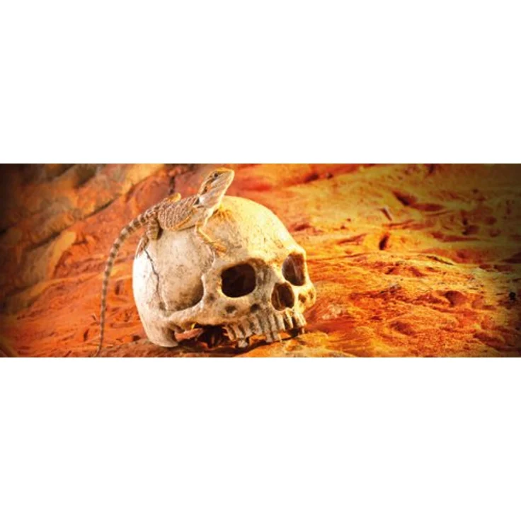 Exo Terra Terrarium Dekor Primaten Schädel, Realistisches Totenkopf-Dekor für Reptilienhöhle mit mehreren Ein- und Ausgängen – Bild 3