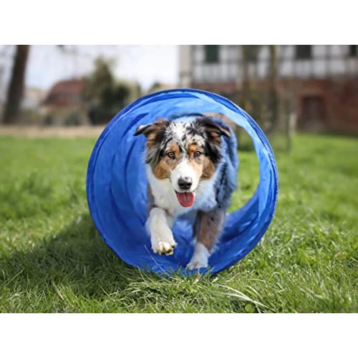 Lemodo Agility Set für kleine und mittlere Hunde, Hundetraining mit Agility Hürde, Hundetunnel und Sprungring, individuell anpassbar – Bild 4