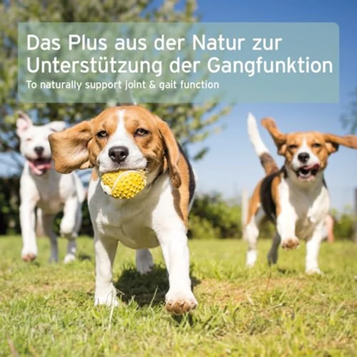 AniForte Grünlippmuschelpulver 1 kg, hochwertiges Ergänzungsfuttermittel für Hunde und Katzen zur Unterstützung der Gelenkgesundheit, getreidefrei – Bild 8
