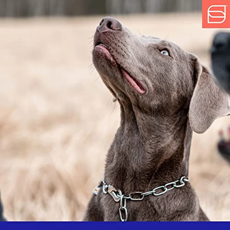 Herm Sprenger Hundehalskette mit Edelstahl Sprenger Haken, individuell einstellbar, 50 cm, hohe Langlebigkeit und Tragekomfort – Bild 2