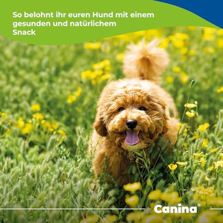 Canina Pharma Hanf Sticks, 500 g, gesunde Hundesnacks mit ungesättigten Fettsäuren und ausgewogenem Aminosäuremuster – Bild 5