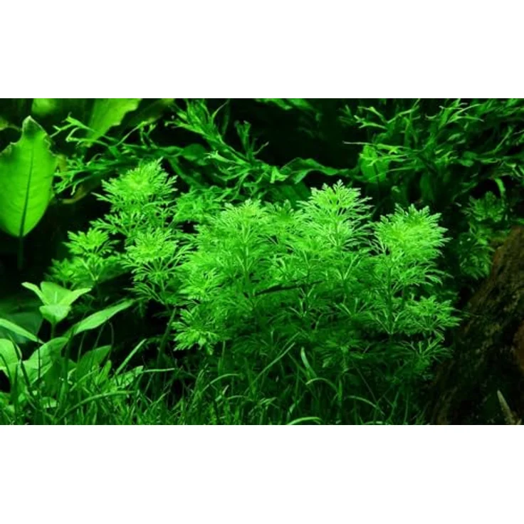 AquaOne Limnophila sessiliflora, voll durchwurzelte Mittelgrund Wasserpflanze für Aquascaping, schnellwachsende Rosette – Bild 1