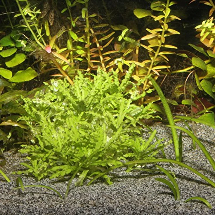 JBL Sansibar Grauer Bodengrund für Aquarien Inhalt: 5 kg - Preisvergleich – Bild 6