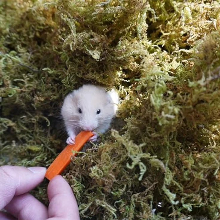 Begeterday 150g natürliches Waldmoos für Hamsterkäfige, weich und geruchsabsorbierend, ideal für Kleintiere und Reptilien – Bild 3