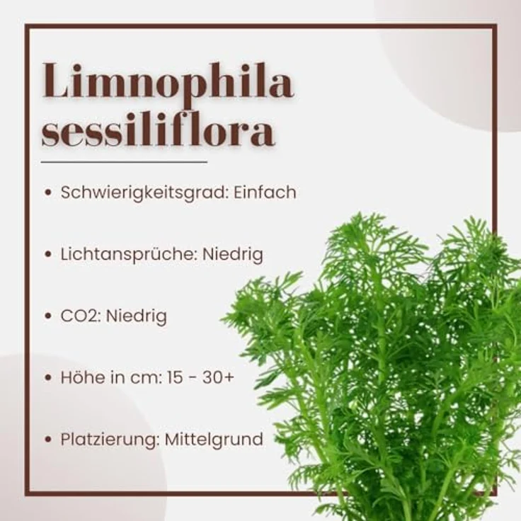 AquaOne Limnophila sessiliflora, voll durchwurzelte Mittelgrund Wasserpflanze für Aquascaping, schnellwachsende Rosette – Bild 2