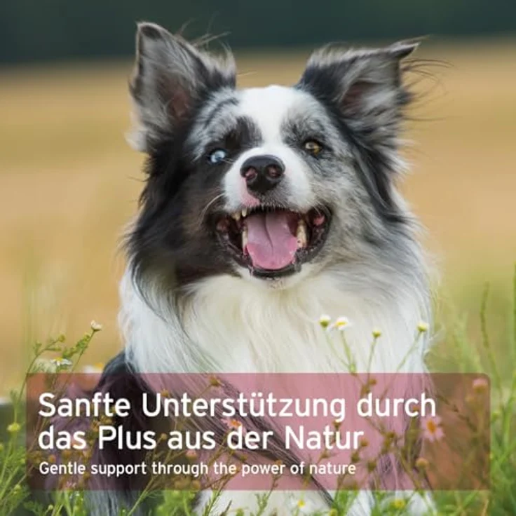 AniForte Hormon Balance Pulver 80 g, Natürliches Ergänzungsfuttermittel für Hunde mit 6 Kräutern zur hormonellen Unterstützung – Bild 5