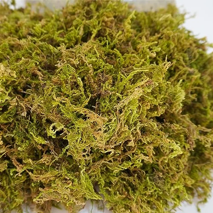 Begeterday 99g Reines Natürliches Moos für Schildkröten, Feuchtigkeitsspendend und Wärmespeichernd, Ideal für Terrarien – Bild 5