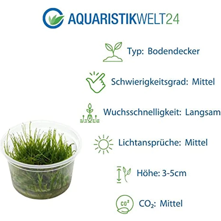 AquaOne Aquarium Pflanzen Set, 3x Wasserpflanzen Gras mit Eleocharis parvula, montevidensis und acicularis 'Mini' In Vitro 1-2-Grow! – Bild 4