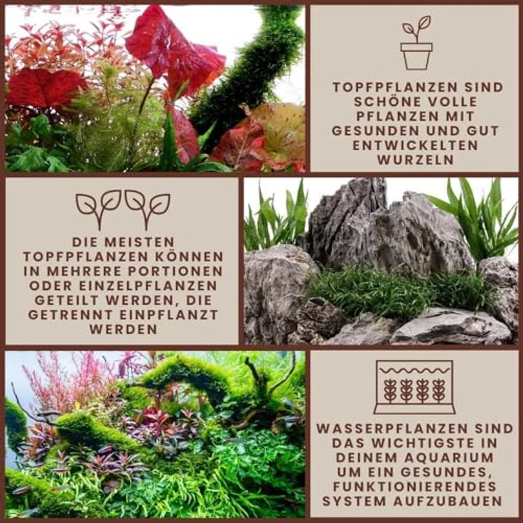 AquaOne Pogostemon stellatus I Aquariumpflanze voll durchwurzelt, 15-30 cm Stängelpflanze für Aquascaping, fortgeschrittene Pflege mit CO2-Zufuhr – Bild 3