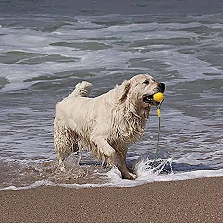 MMSGA Fling Durafoam Ball mit Seil, Hunde-Wasserspielzeug für kleine und mittelgroße Hunde, 7 cm, reißfestes Schaumstoffmaterial, schwimmfähig – Bild 5