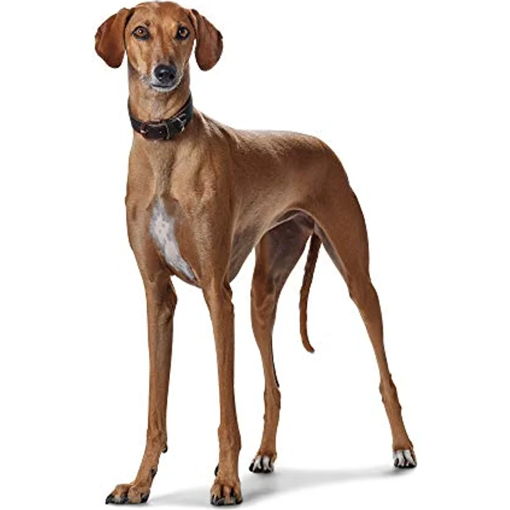Hunter Windhund-Halsband Super Soft dunkelbraun XS – Bild 6