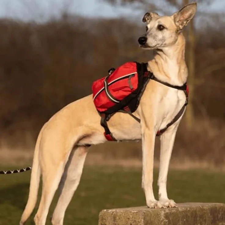 iEnergy MAL Rucksack für Hunde S – Bild 7
