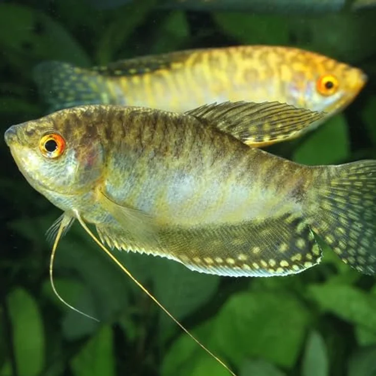 JBL PRONOVO GOURAMI GRANO, Hauptfutter-Granulat für Guramis, Fadenfische und Labyrinther, Größe S, 250 ml, mit präbiotischen Ballaststoffen und natürlichem Astaxanthin – Bild 5