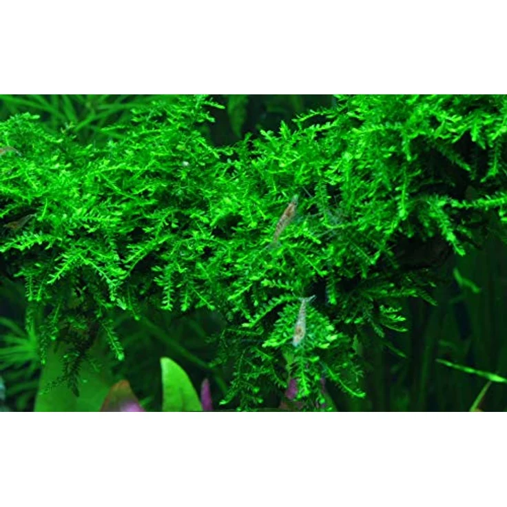 AquaOne Moos Set mit 5 in Vitro Pflanzen, Aquariumpflanzenset Nr.57, inklusive Taxiphyllum und Vesicularia Arten – Bild 4