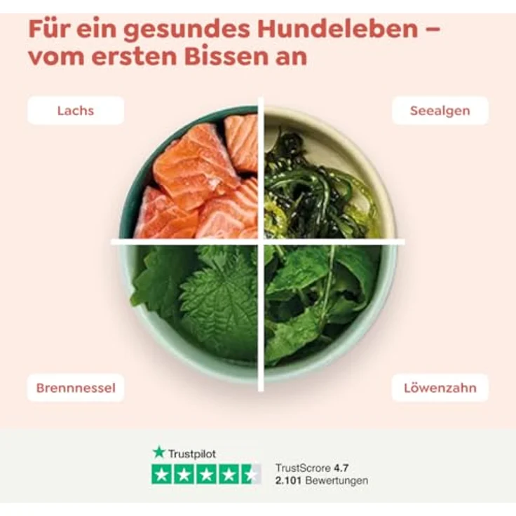 WOW Adult 6 x 800 g Lachs, Hundefutter mit hohem Fleischanteil, glutenfrei und ohne Zuckerzusatz, für alle Rassen – Bild 4