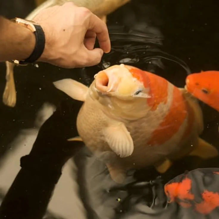 KI-JA-KO Staple Koi-Futter 500 g, 3 mm Schwimmende Pellets mit Vitaminen & Mineralien für optimale Gesundheit, Ganzjahresnahrung, Qualität aus Deutschland – Bild 4