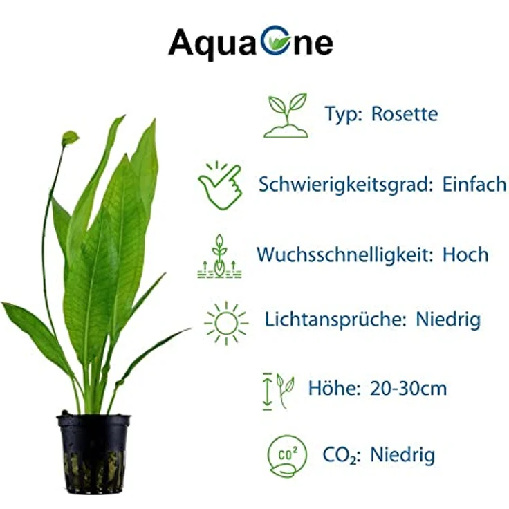 AquaOne Aquarium Pflanzen Set, 5x Wasserpflanzen für Diskusbecken mit Anubias, Microsorum und Echinodorus – Bild 4