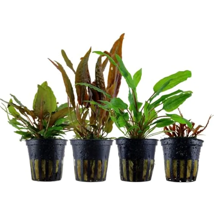 AquaOne 4x Cryptocoryne Wasserpflanzen Set, Barschbecken Aquarienpflanzen, inklusive 'Green', 'Tropica', 'Usteriana', 'Albida Brown'