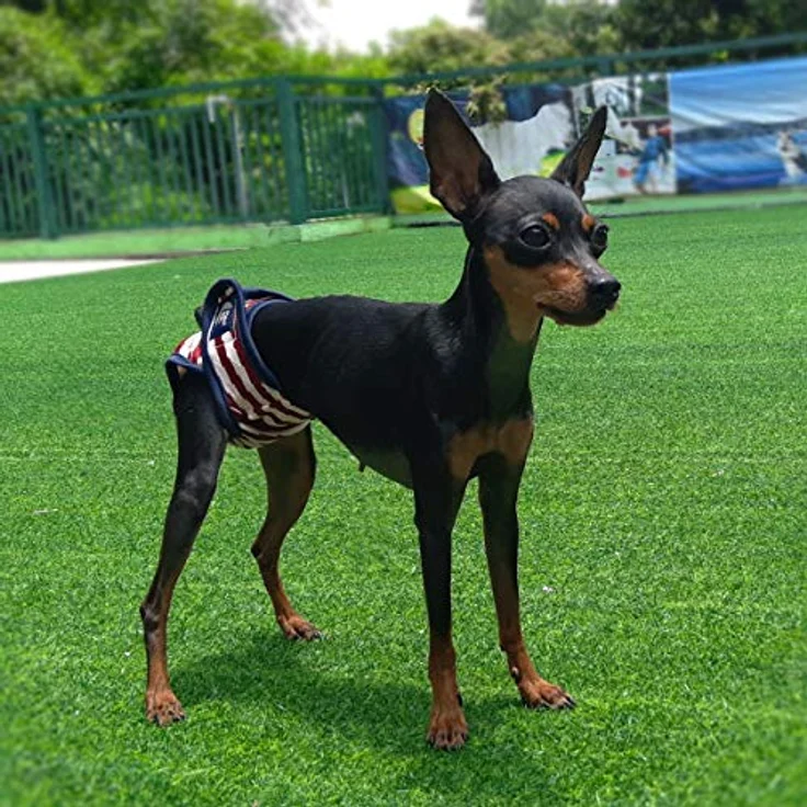 Namsan Hunde Windeln, 3 Stück Waschbare Schutzhosen für Hündinnen, L, Verstellbarer Taillenumfang für Urin Inkontinenz / Läufigkeit – Bild 5
