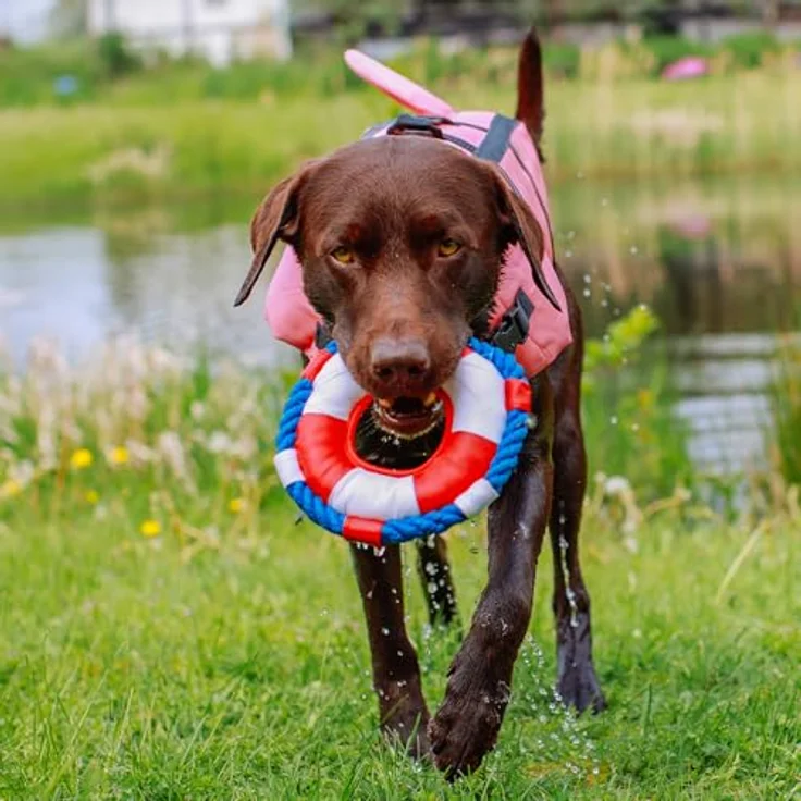 Nobby Sharki XS, Hundeschwimmweste mit reflektierenden Streifen und verstellbaren Verschlüssen, Haifischdesign – Bild 3