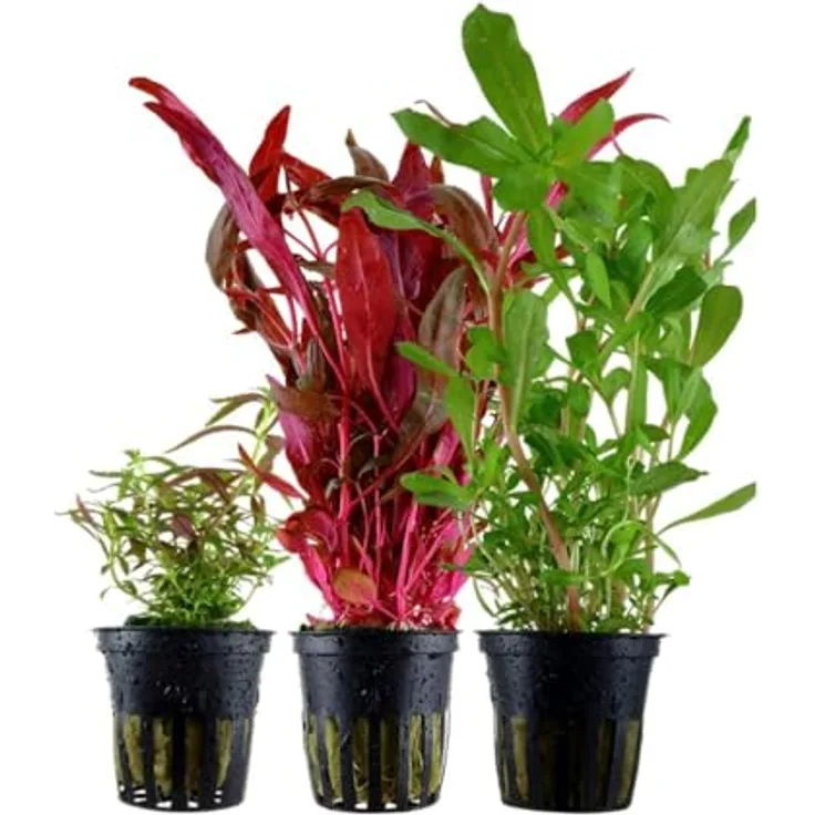 AquaOne 3x Wasserpflanzen Set, Bunte Aquarienpflanzen mit Limnophila, Alternanthera und Ammannia für Mittel- und Hintergrundpflanzen