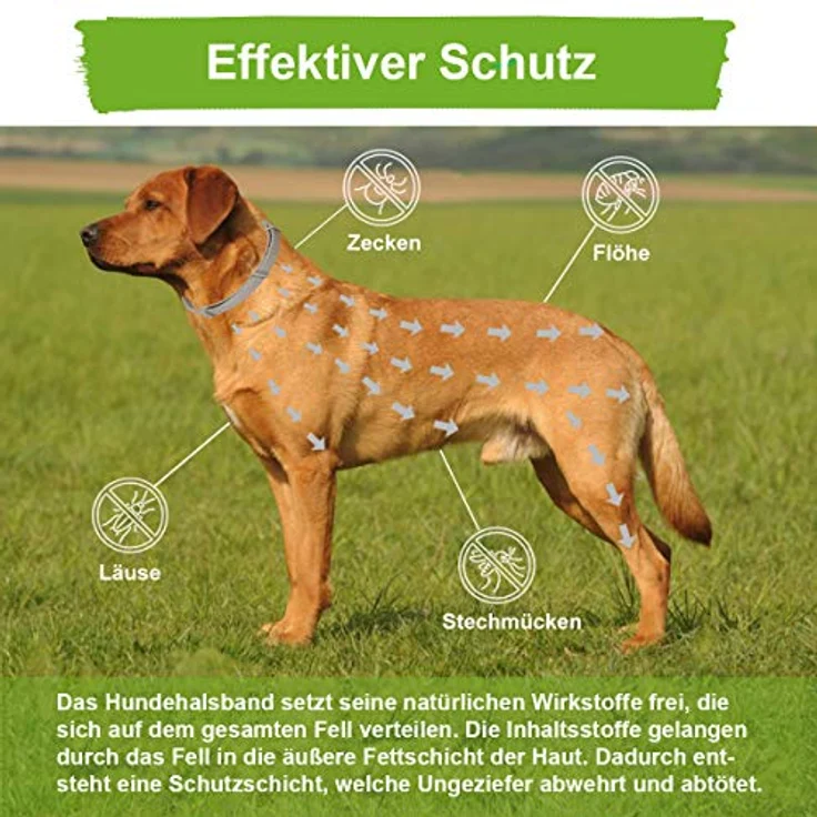 MC-Royal® Zeckenhalsband für Hunde, wasserdicht und verstellbar, effektiver Schutz vor Ungeziefern, 62 cm, 100% natürliche Inhaltsstoffe, bis zu 8 Monate Zeckenschutz – Bild 2