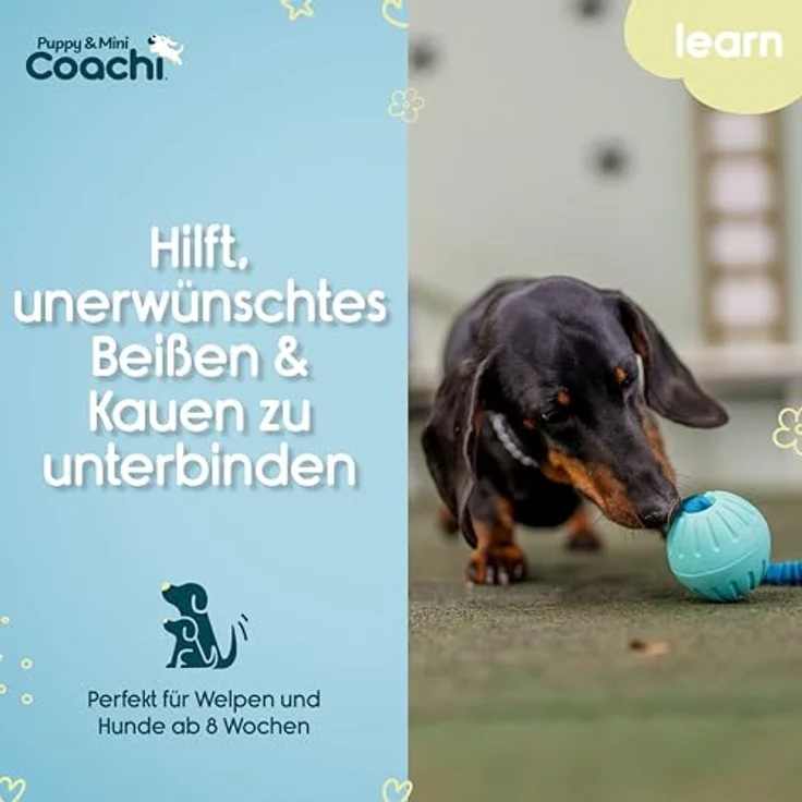 Coachi Puppy & Mini Tuggi Ball, Hundespielzeug aus robustem Schaumstoff mit dehnbarem Bungee-Griff, ideal für Zerrspiele und Apportieren – Bild 3