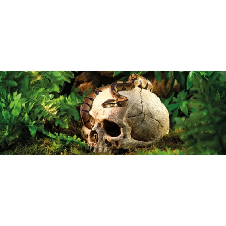 Exo Terra Terrarium Dekor Primaten Schädel, Realistisches Totenkopf-Dekor für Reptilienhöhle mit mehreren Ein- und Ausgängen – Bild 2