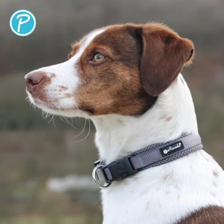 Petlando Mesh Hundehalsband, leicht und atmungsaktiv, stufenlos verstellbar, robust, XXS 30-35cm, Anthrazit – Bild 4
