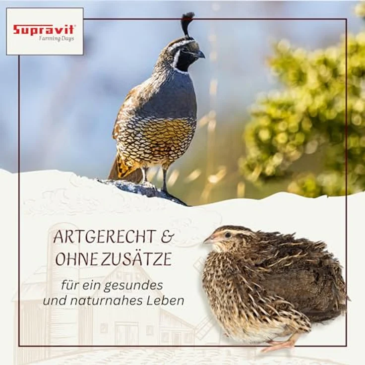 Supravit Wachtelfutter 25kg, Vollwertige Körnermischung für Wachteln und Hühner, ohne Zusatzstoffe, Hergestellt in Deutschland – Bild 3