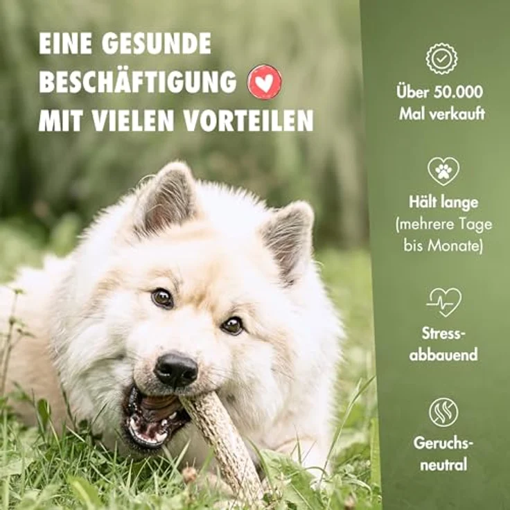 FOURLEGS® natürlicher Kausnack für Hunde aus 100% Hirschgeweih, Größe M, Sparpaket (5 Stück) - mineralstoffreich, geruchsneutral, langlebig, ohne Zusatzstoffe – Bild 5