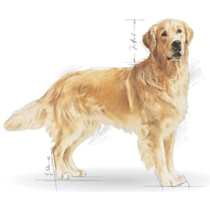 ROYAL CANIN Golden Retriever Adult, Trockenfutter für Hunde, 2x12kg, hochwertige Ernährung – Bild 3