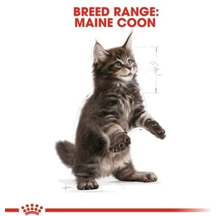 Royal Canin Kitten Maine Coon, Trockenfutter für Rassekatzen, 2 kg Packung – Bild 3