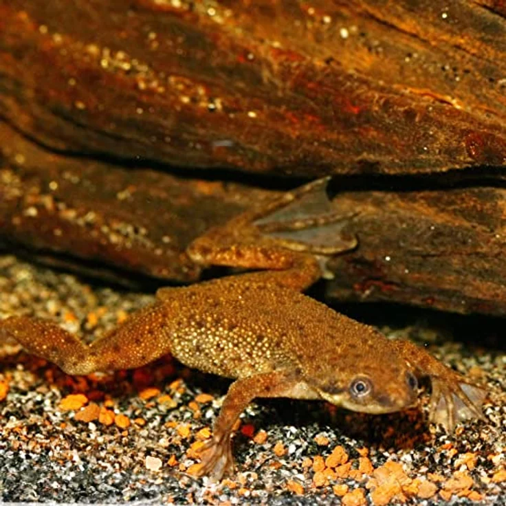 JBL PRONOVO Lotl Grano M, Hauptfutter-Granulat für mittelgroße Axolotl (8-20 cm), 250ml, sinkend und prebiotisch – Bild 3