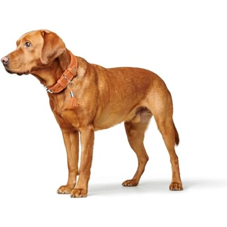 Hunter Hunde-Halsband Cannes orange S – Bild 6