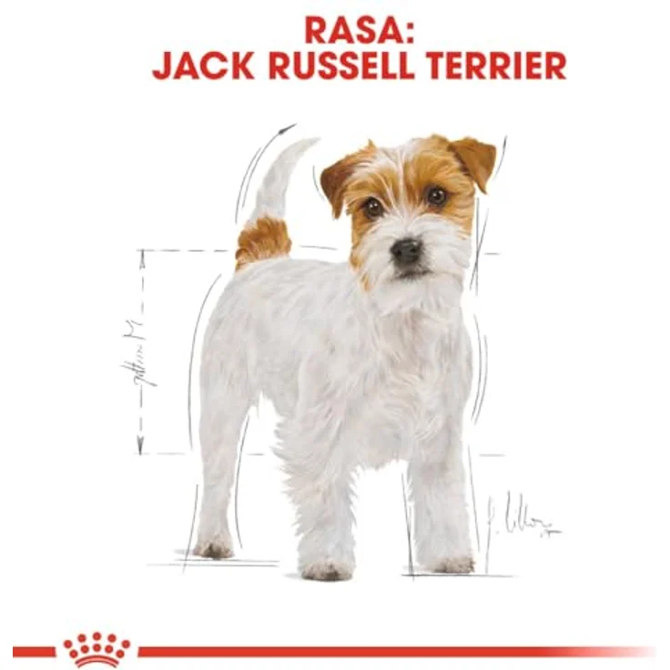 Royal Canin Jack Russel Adult, Hunde-Trockenfutter für ausgewachsene und ältere Jack Russell Terrier, 1,5 kg – Bild 3
