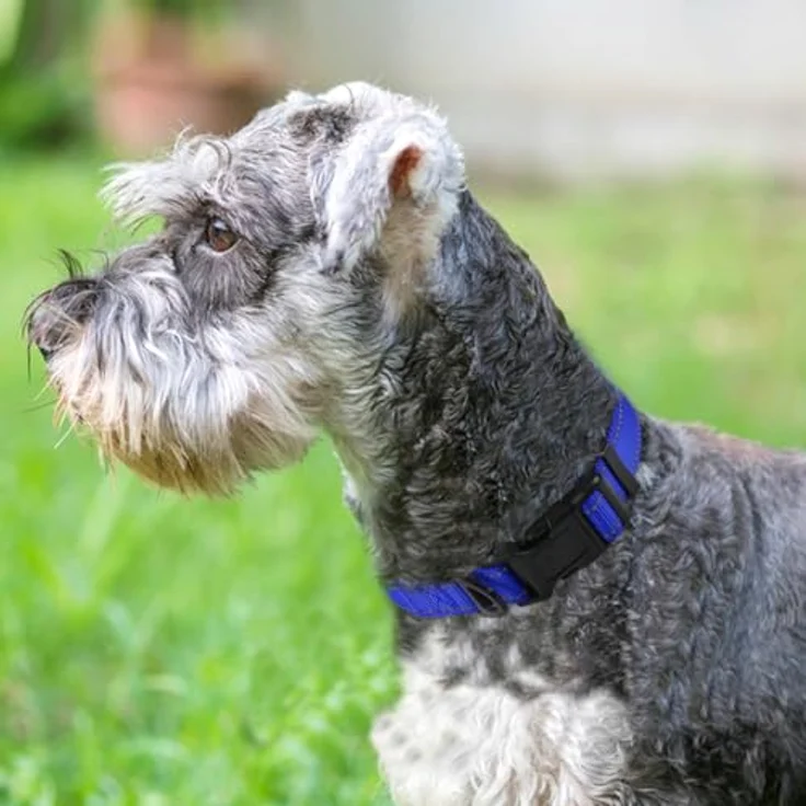 Joytale Gepolstertes Hundehalsband, Breit aus Neopren Nylon, Verstellbar für Mittelgroße Hunde, Weich und Reflektierend, M, Königsblau – Bild 2